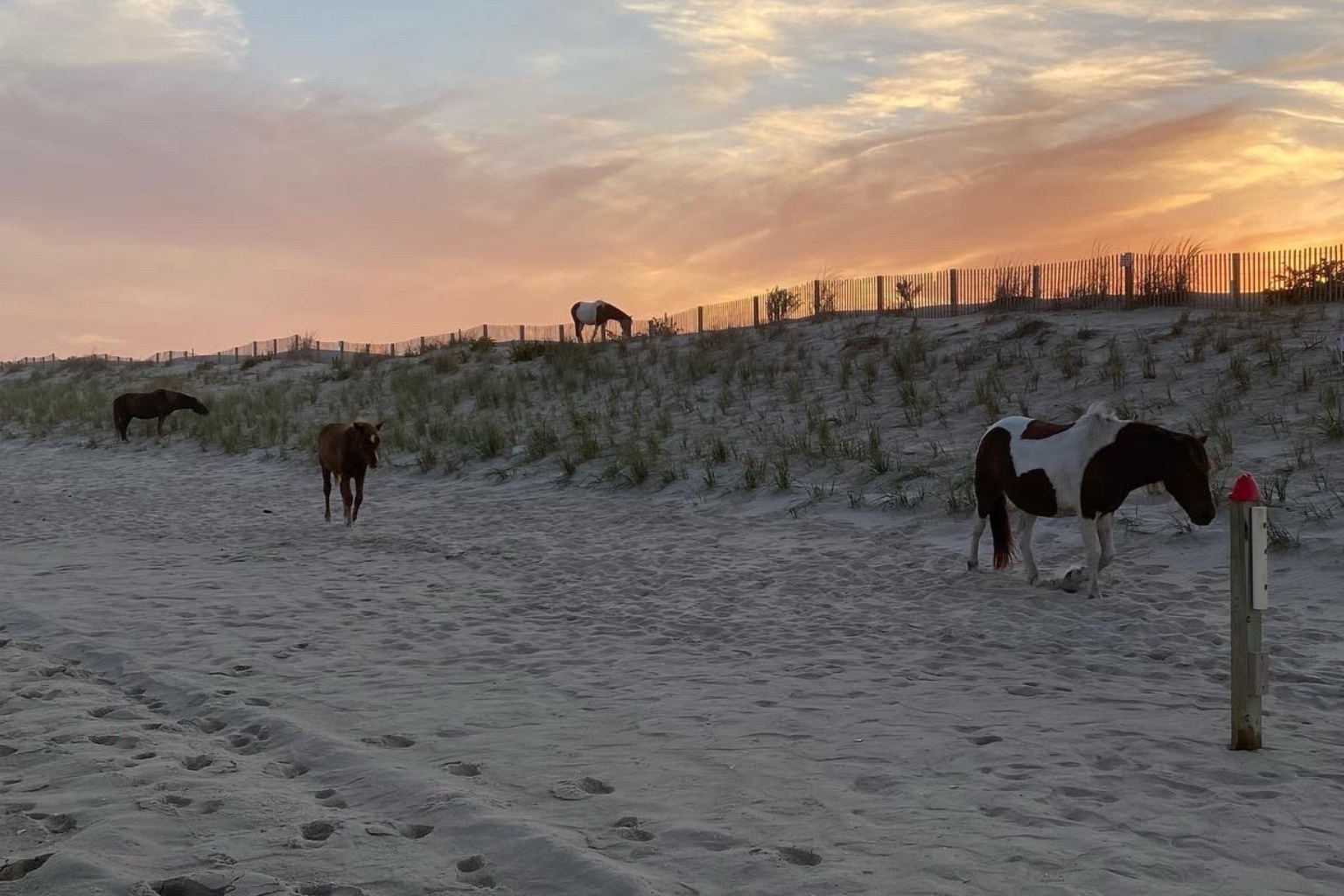 Assateague Island National Seashore and State Park